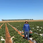 Agricultura familiar no DF: rotina, desafios e R$1 bi em 2024