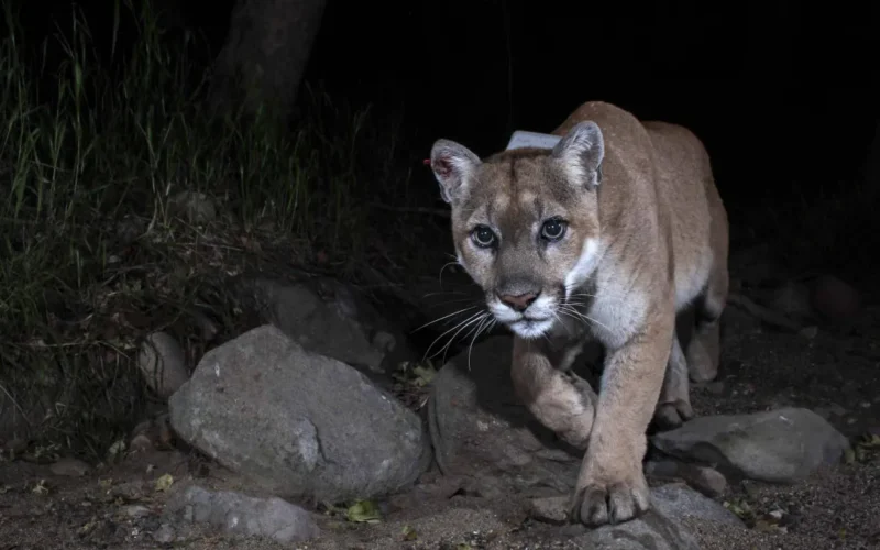 Estudo: onças-pardas reduzem em 76% colisões com cervos